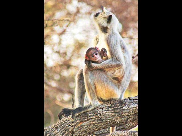 MUMMY FOR A DAY: Langurs have a complex social structure.