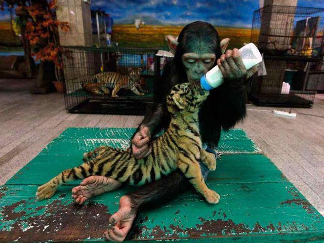 Two-year-old chimpanzee Do Do feeds milk to Aorn, a 60-day-old tiger cub, at Samut Prakan Crocodile Farm and Zoo in Samut Prakan province on the outskirts of Bangkok.