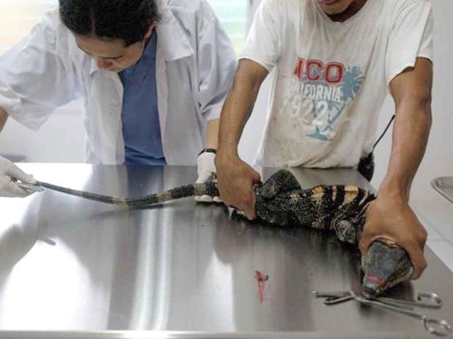 Tatiana Teran (L), a vet at the Animal Rescue Centre of the National Zoo, checks an Iguana rescued from illegal traffickers in Managua.