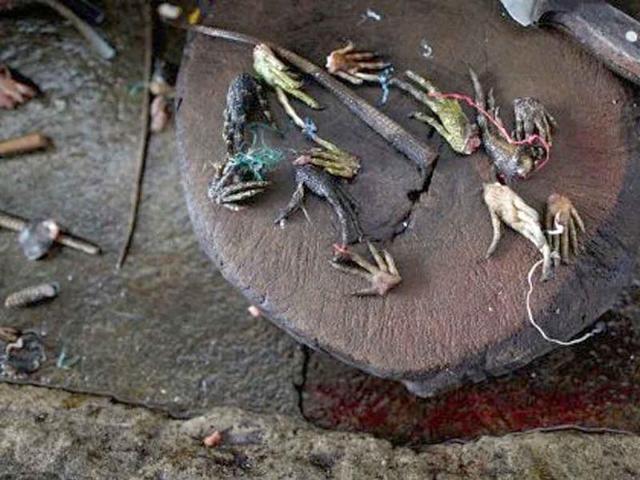 Parts of Iguanas at the Oriental market in Managua. Despite the ban to sell wild animals, illegal trade has become a daily activity.