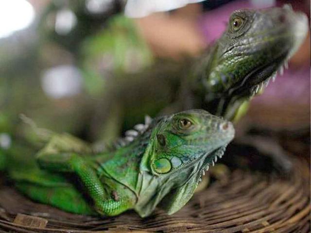 Two baby crocodiles rescued from illegal traffickers remain inside a fish tank before being taken to the Animal Rescue Centre of the National Zoo in Managua.