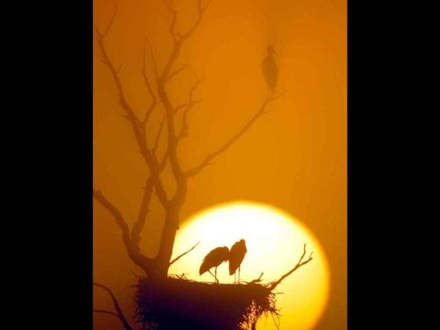Storks stand on their nest as the sun rises during a foggy morning, near the village of Chereshlya, Belarus.