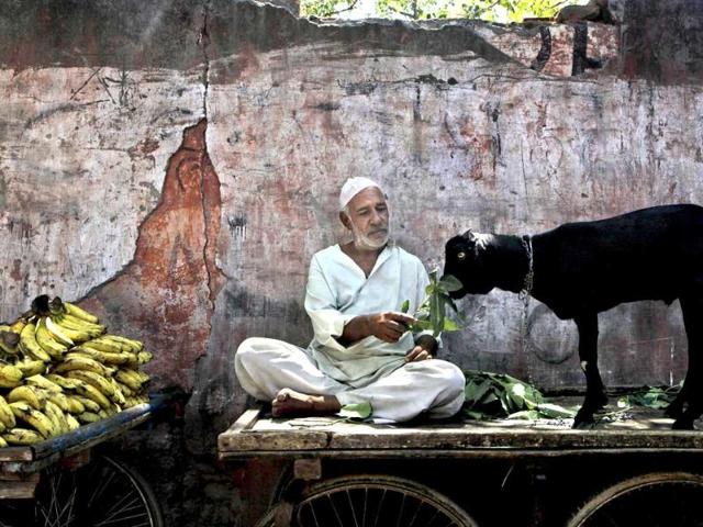 A Muslim vendor sits on his handcart and feeds leaves to his goat in New Delhi. A Muslim vendor sits on his handcart and feeds leaves to his goat in New Delhi.