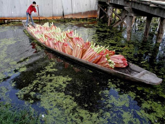 A Kashmiri vegetable seller steers his boat on the Dal Lake in Srinagar. A Kashmiri vegetable seller steers his boat on the Dal Lake in Srinagar.
