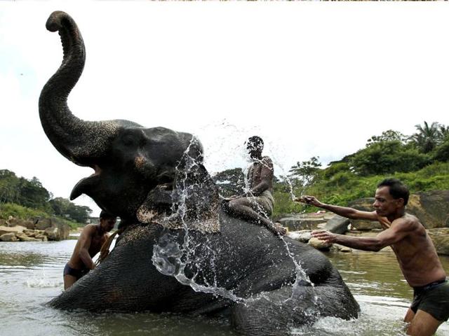 Sri Lankan mahouts, or elephant attendants, bathe their elephant in Kandy, 110 kilometers (68 miles) northeast of Colombo, Sri Lanka.