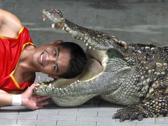 Zoo performer Theerapone Manolai smiles as he puts his head between the jaws of a crocodile during a performance for tourists at the Sriracha Tiger Zoo, about 120 km (74 miles) east of Bangkok. Kanthida Jantanct and Theerapone, both 28, from the province of Chaiyaphum, who have been crocodile performers at the zoo for almost ten years, earn at least 30,000 Baht (1,000 USD) per month for performing shows for at least 2,000 tourists, three times a day, to support their family.