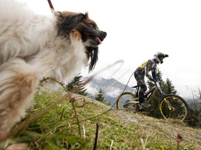 A rider cycles past a dog on his way to the start of the men's downhill training at the UCI Mountain Bike World Championships in Champery.