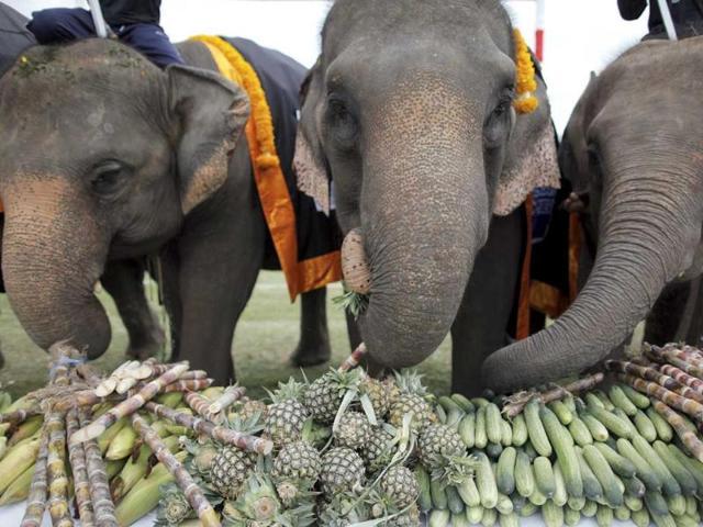 Street elephants are offered food during the opening parade of the 10th annual King's Cup Elephant Polo Tournament in Hua Hin.