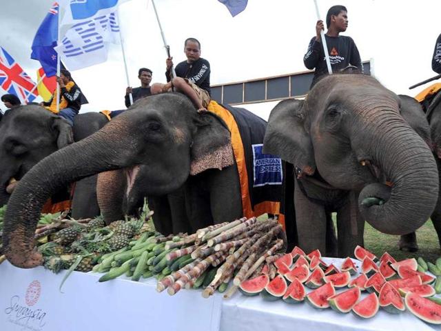 Elephants eat fruit during a buffet as part of the annual King's Cup elephant polo tournament in the southern Thai resort town of Hua Hin. The King's Cup tournament, which is held to promote elephant conservation, is taking place from September 5 to 11.