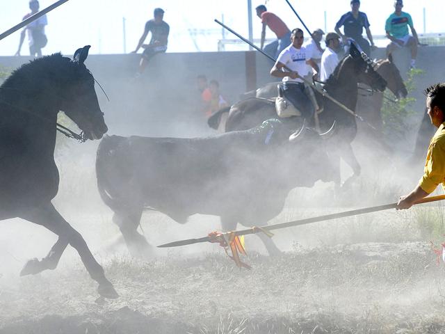 A bull is surrounded by men with spears during the 'Toro de la Vega' bull spearing fiesta in Tordesillas. The festival is one of the oldest in Spain with roots dating back to the fifteenth century.
