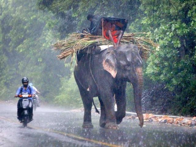 A mahout covers himself with a plastic sheet as he rides an elephant in heavy rain in Jammu.