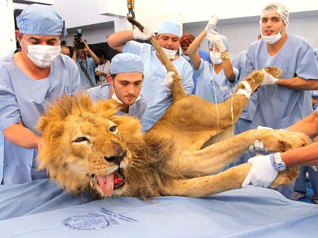 Male lion Tyson receives dental treatment at a veterinary clinic in Medellin. Tyson is a 20-year-old lion living at Santafe Zoo in Medellin. 