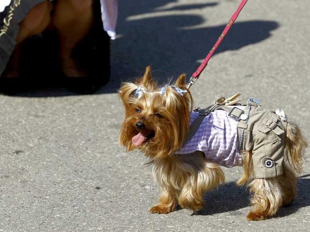Dog Tiffany sports a leather trousers outfit after the opening of the World's biggest beer fest, the Munich Oktoberfest, at the Theresienwiese in Munich. The world's biggest beer fest runs until October 3.