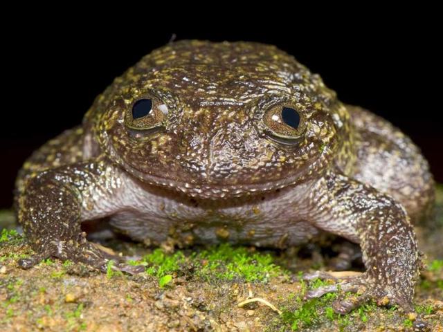 In this photo released by Systematics Lab, Delhi University, a Wayanad night frog sits in the forests of the Western Ghats in Kerala. A team of Indian scientists have discovered 12 new frog species, plus another three thought to have been extinct. The Wayanad night frog grows to about the size of a baseball or cricket ball.