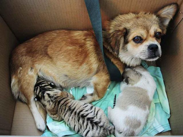 A dog feeds a Siberian Tiger cub inside a box at a zoo in Qingdao, Shandong province. The dog acted as a wet nurse to three Siberian Tiger cubs born on September 18 as their mother is unable to feed them, according the zoo officials.