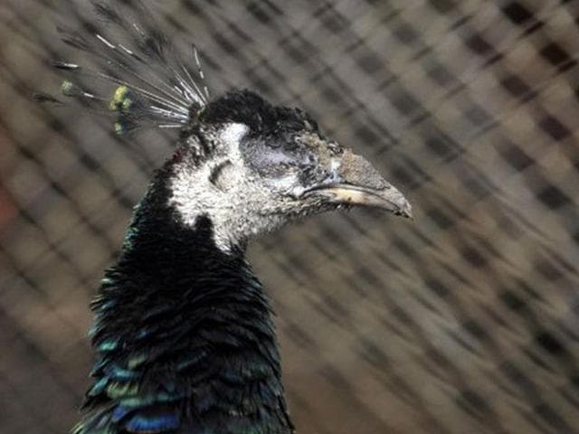 A peacock which lost an eye remains inside a cage at Villa Lorena shelter, in California, Valle del Cauca department, Colombia.