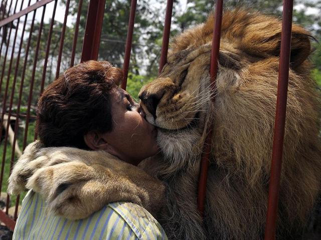 Ana Julia Torres kisses a lion who was rescued from a circus 12 years ago at Villa Lorena shelter, in California, Valle del Cauca department, Colombia