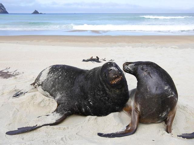 A pair of Hooker's sea lions play on the beach at Sandfly Bay, near Dunedin, New Zealand.