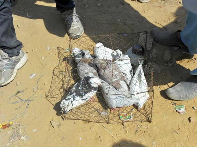 Caged pigeons are seen for sale at a bird market in the old section of New Delhi.