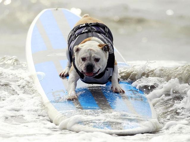 A dog rides a wave during the annual Surf City Surf Dog competition in Huntington Beach, California. R/Lucy Nicholson