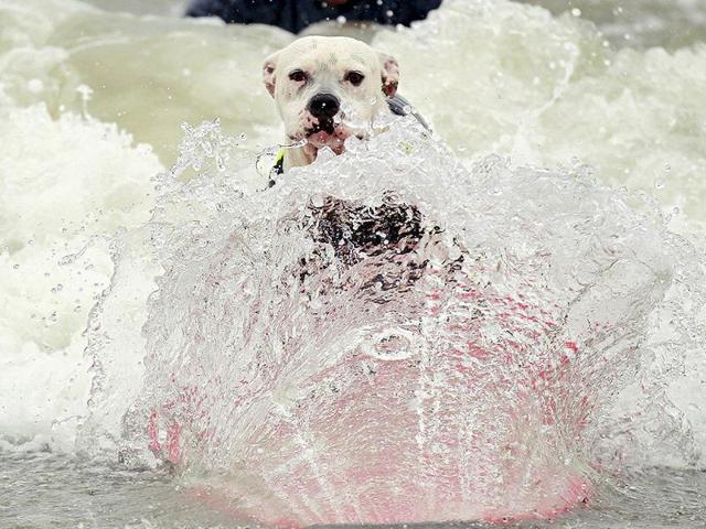 A dog rides a wave at the surf dog contest.