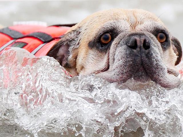 A dog prepares to catch a wave at the surf dog contest.