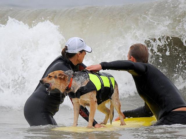 A dog prepares to catch a wave at the surf dog contest.
