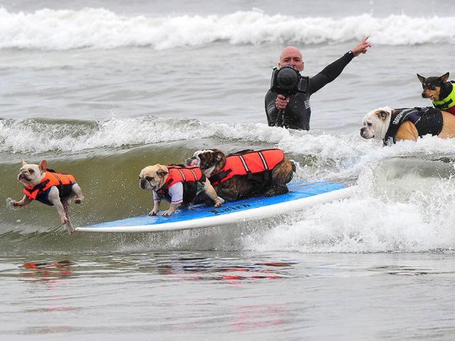 The front dog jumps off as five dogs ride on the same surfboard, at the surf dog contest.