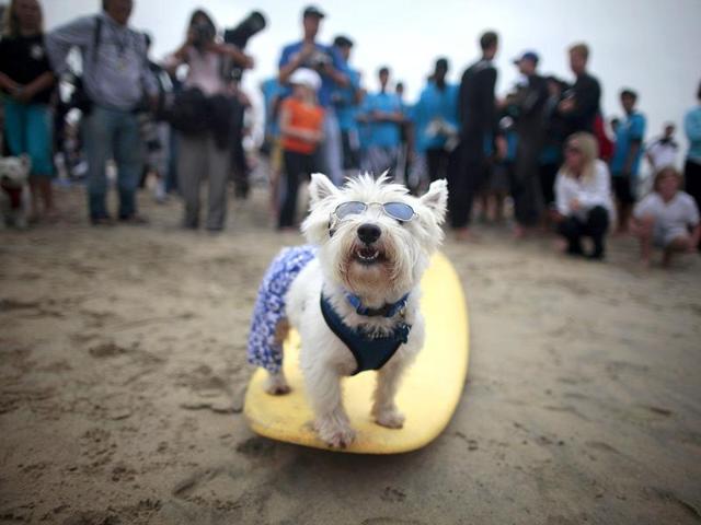 A dog poses on a board at the surf dog contest.