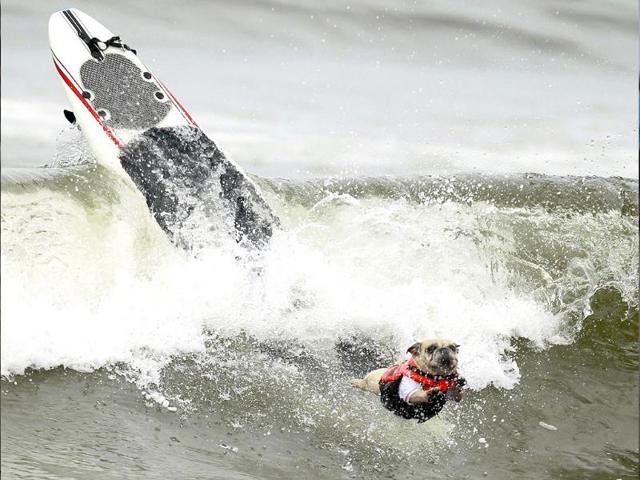 A dog wipes out at the surf dog contest.