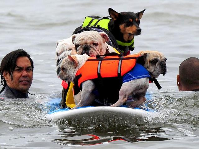 Five dogs ride on the same surfboard, during the annual surf dog contest.