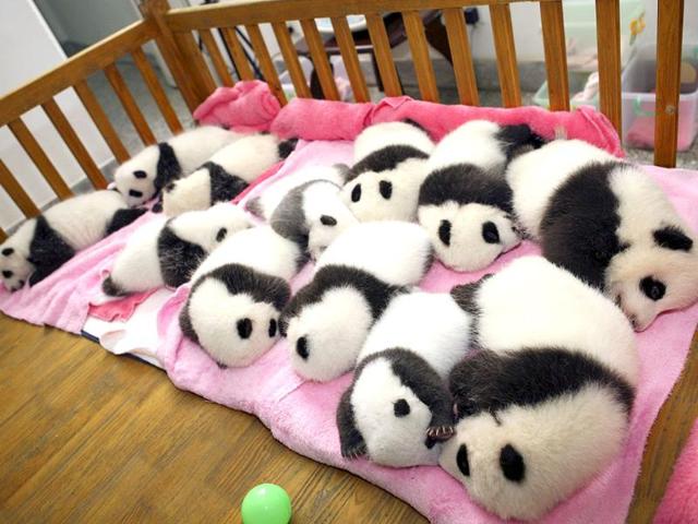 Giant panda cubs lie in a crib at Chengdu Research Base of Giant Panda Breeding in Chengdu, Sichuan province.