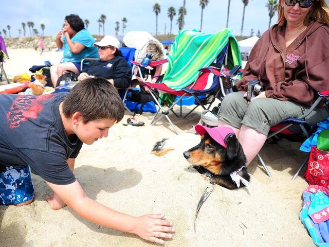 A boy buries his dog in the sand during the annual Surf City Surf Dog competition at Huntington Beach in California.