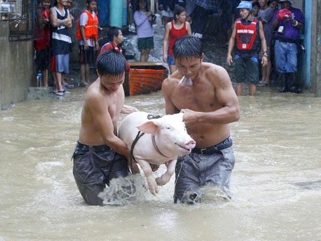 Residents carry a pig as they wade knee-deep in floodwaters brought on by Typhoon Nesat, locally known as Pedring, in San Mateo Rizal east of Manila.