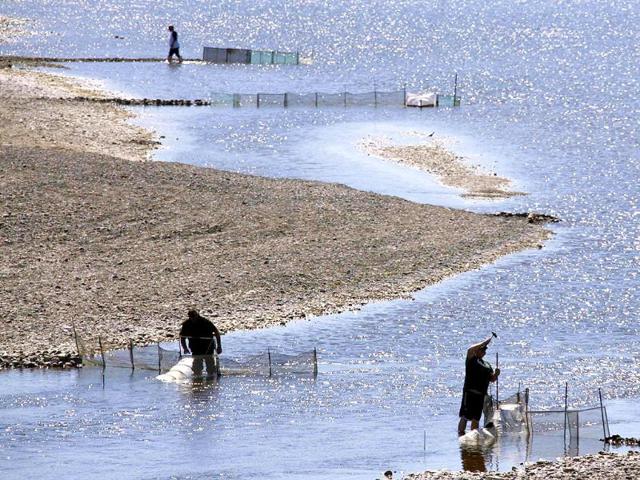 Fishermen tend their nets as they catch white bait in the Tuki Tuki River on the outskirts of the New Zealand town of Napier.