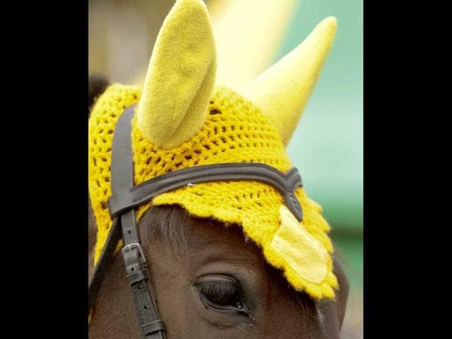 Horse wearing a head cover stands in a park during the Dazhynki harvest festival in Molodechno, near Minsk.