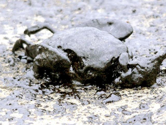 A dead shag soaked in oil from the grounded container ship Rena lies on Papamoa Beach near Tauranga.