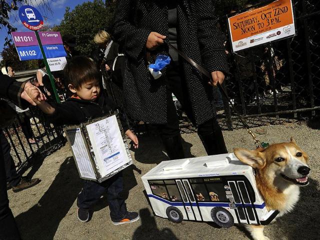 A dog as a NYC bus during the 21st Annual Tompkins Square Halloween Dog Parade in New York. (AFP Photo)