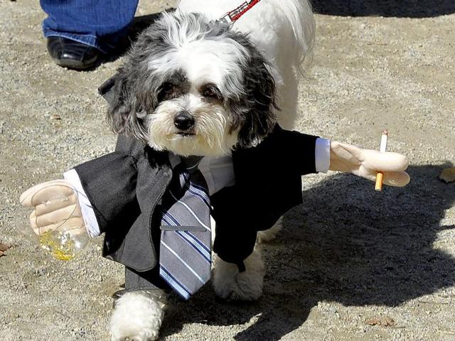 Jack as Don Draper from "MadMen" during the 21st Annual Tompkins Square Halloween Dog Parade in New York. (AFP Photo)