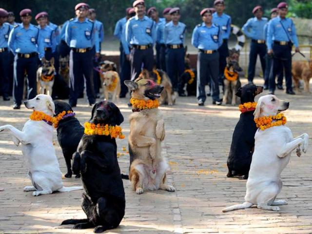 Nepalese policemen pose with their dogs after applying vermillion to their foreheads and placing marigold garlands around their necks on Tihar festival in Kathmandu.
