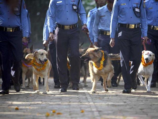 Police dogs are escorted back by the police officers after the dog festival as part of celebrations of Tihar at Nepal Police Academy in Kathmandu.