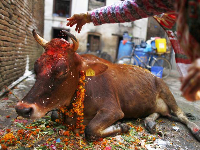 A Nepalese Hindu devotee performs rituals during the Tihar festival, or the festival of lights also known as Diwali, in Katmandu, Nepal. The second day of the five-day long festival is dedicated to the worship of cows, considered as an incarnation of Lakshmi, the Hindu goddess of wealth.