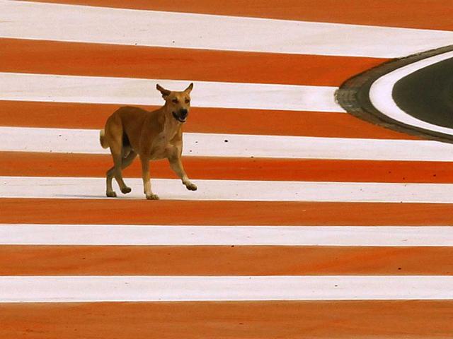A-stray-dog-runs-on-the-track-during-a-practice-session-ahead-of-Sunday-s-Indian-Formula-One-Grand-Prix-at-the-Buddh-International-Circuit-in-Noida-38-kilometers-24-miles-from-New-Delhi A-stray-dog-runs-on-the-track-during-a-practice-session-ahead-of-Sunday-s-Indian-Formula-One-Grand-Prix-at-the-Buddh-International-Circuit-in-Noida-38-kilometers-24-miles-from-New-Delhi