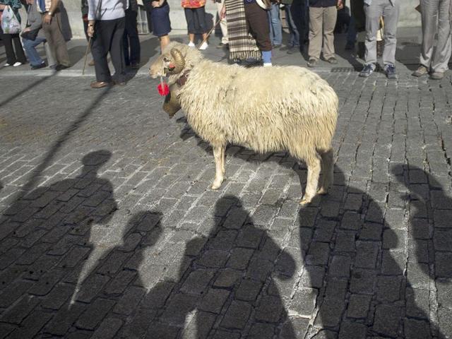 A ram wait for another sheep in Mayor street during an annual parade in Madrid. Spanish shepherds are leading flocks of sheep through the streets of downtown Madrid in defense of ancient grazing, migration and droving rights threatened by urban sprawl and man-made frontiers.