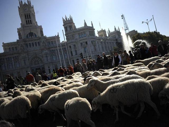 Sheep are mustered through the centre of Madrid. Shepherds herded hundreds of sheep to the capital to promote the conservation of the ancient paths of migration (moving flocks from winter to summer pastures) dating back some 8,000 years.