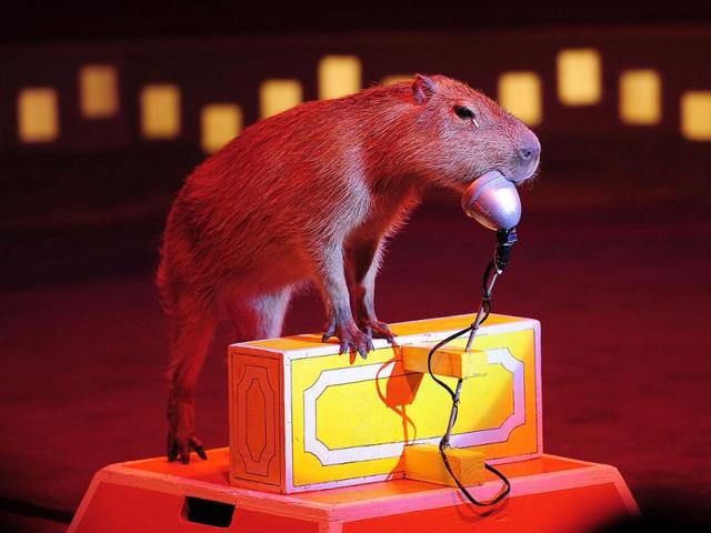 A trained Capybara performs during a Big Apple Circus show in New York.