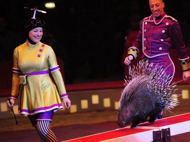 Jenny Vidbel and Andrey Mantchev perform with Percy, a trained porcupine, during a Big Apple Circus show in New York.