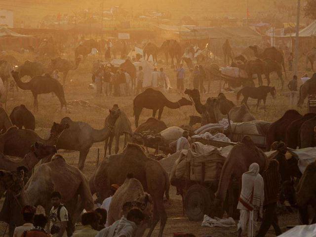 Camel herders start their day in the early morning at the Pushkar fair in Pushkar, Rajasthan. Pushkar, located on the banks of Pushkar Lake, is a popular Hindu pilgrimage spot that is also frequented by foreign tourists for its annual cattle fair and camel races.
