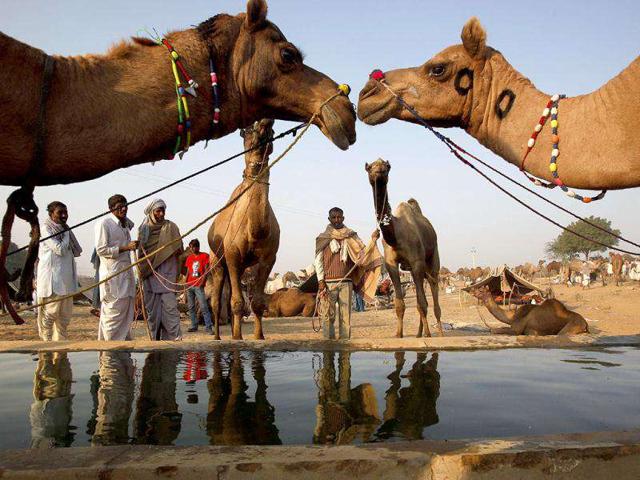 Camels drink water at the Pushkar fair in Pushkar, Rajasthan. Pushkar, located on the banks of Pushkar Lake, is a popular Hindu pilgrimage spot that is also frequented by foreign tourists for its annual cattle fair and camel races.