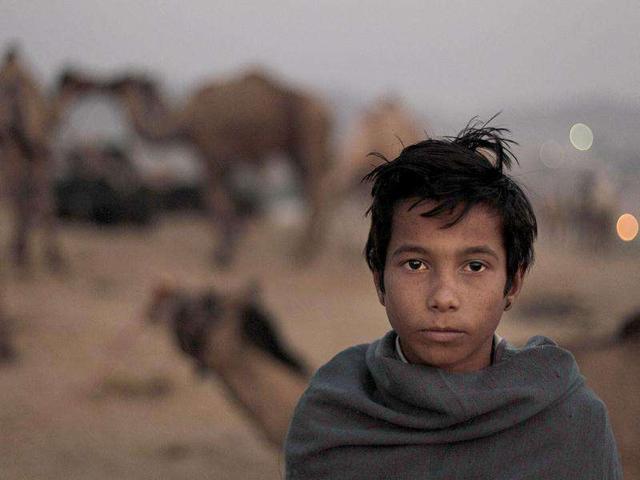A young camel herder looks on early morning at the Pushkar fair in Rajasthan. Pushkar, located on the banks of Pushkar Lake, is a popular Hindu pilgrimage spot, that is also frequented by foreign tourists for its annual cattle fair and camel races.